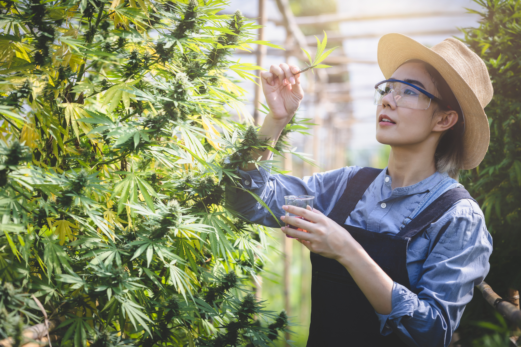 cannabis-farm-researcher